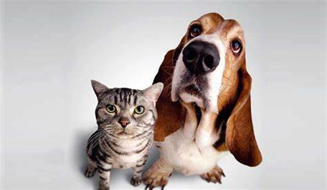 Media picture: Pel benestar animal i de la comunitat