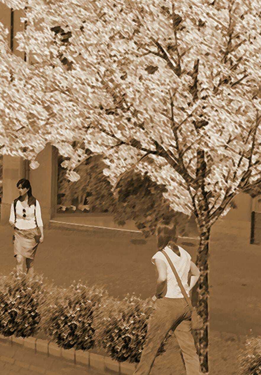 Imatge pels mitjans: Fem florir el carrer Major